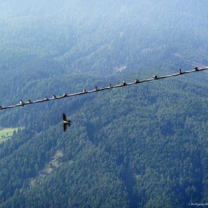 Besprechung der Mauersegler