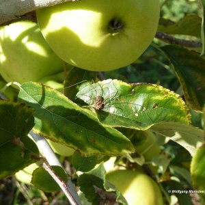 Tierbegegnung bei der Ernte