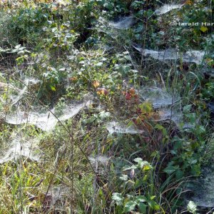 Spinnweben im Herbstgras