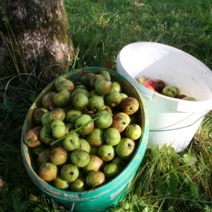 Äpfel klauben am Bergbauernhof in Opponitz