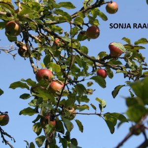 Äpfel klauben am Bergbauernhof in Opponitz
