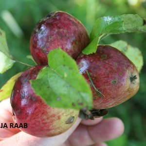 Äpfel klauben am Bergbauernhof in Opponitz