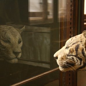 Naturhistorisches Museum Wien