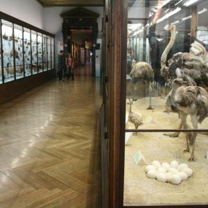 Naturhistorisches Museum Wien