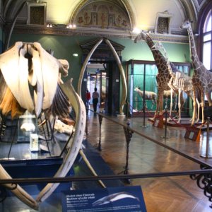 Naturhistorisches Museum Wien