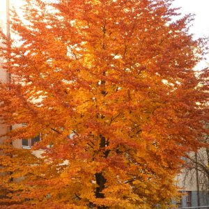 Herbst_Farben