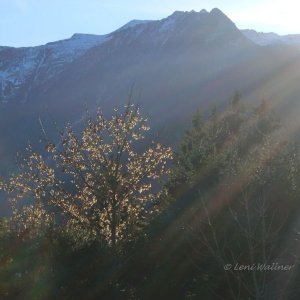 "Leuchtende" Ahornsamen