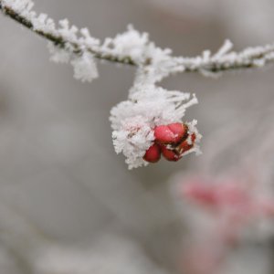 Raureif im Glantal in Kärnten