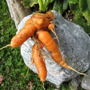 Medium 'Kurioses aus dem Garten - Karotten' in der Kategorie 'Gartenpflanzen'