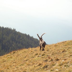 Steinbock am Jochberg (Bayern)