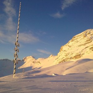 Maibaum eiskalt