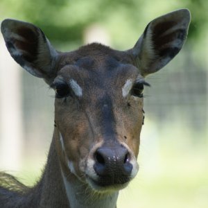 Tierpark Haag