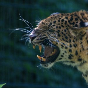 Tierpark Haag