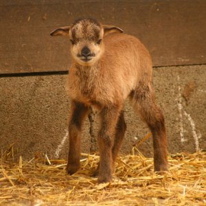 Tierpark Haag