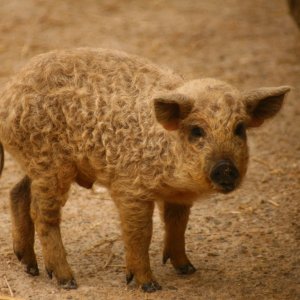 Tierpark Haag