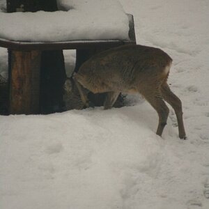 Besucher im Garten