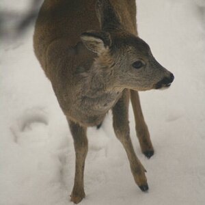 Besucher im Garten