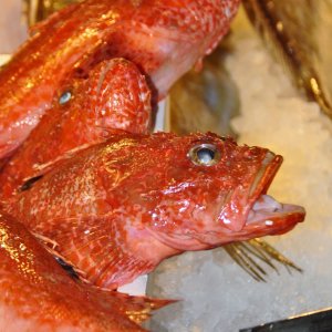 Fischmarkt in Venedig