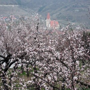 Marillenblüte Wachau 1