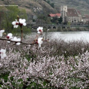 Marillenblüte Wachau 2