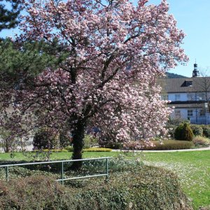 Blühender Magnolienbaum in Haslach i.K.