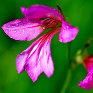 Illyrische Gladiole (Oberschütt - Bez. Villach)