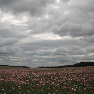 Mohndorf Armschlag im Waldviertel