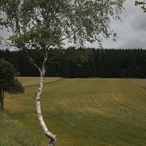 Mohndorf Armschlag im Waldviertel