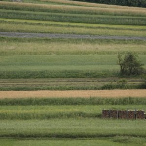 Mohndorf Armschlag im Waldviertel