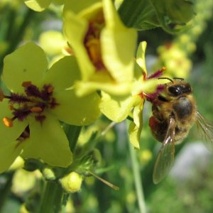 Schwarze Königskerze – Verbascum nigrum