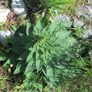 Schwarze Königskerze – Verbascum nigrum