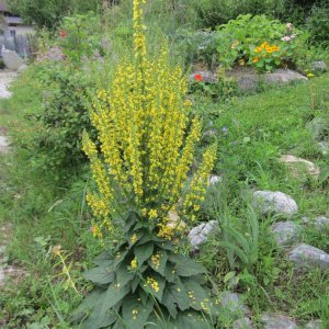 Schwarze Königskerze – Verbascum nigrum