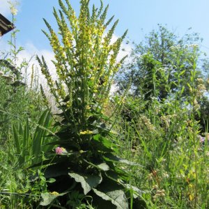 Schwarze Königskerze – Verbascum nigrum