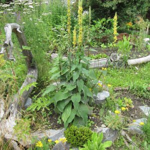 Schwarze Königskerze – Verbascum nigrum