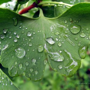 Ginkgoblatt