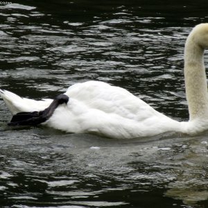 Schwan im Hallstätter See