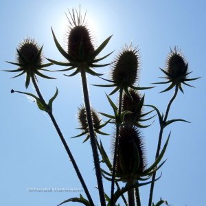 Distel im Sommer