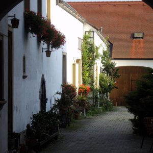 Rust am Neusiedlersee