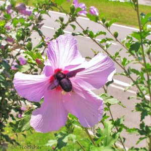 Blaue Holzbiene (Xylocopa violacea)