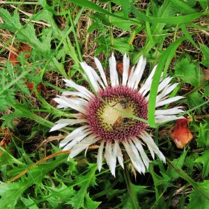 Silberdistel