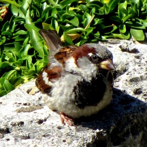 Haussperling (Spatz)