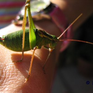 seltsamer Besuch