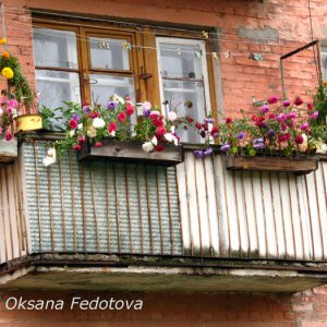 letzte Herbstblumen auf dem Balkon