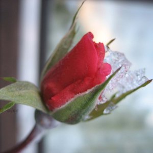 rose im schnee