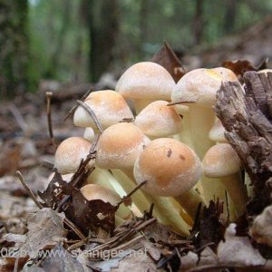 Pilze im Waldboden