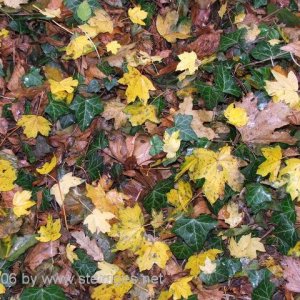 Efeu und Herbstlaub