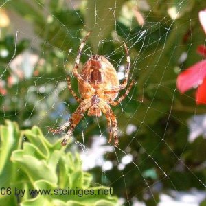 Spinne im Netz