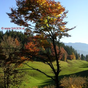 Herbstbaum