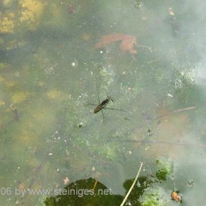 Wasserläufer am Heidenstein