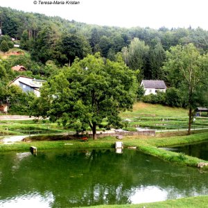 Forellenzucht Andritz-Ursprung